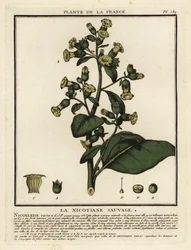 Tabaco azteca, Nicotiana rustica.