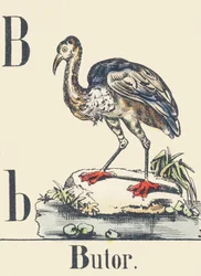 B: Avetoro, c1880-1900 (ilustración)