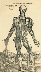 Espalda del cuerpo humano masculino, un estudio anatómico publicado originalmente en De Humani Corporis Fabrica Libri Septem por Andreas Vesalius, publicado en Basilea