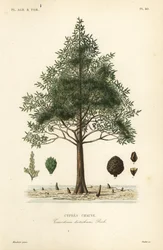 Ciprés calvo o ciprés de pantano, Taxodium distichum