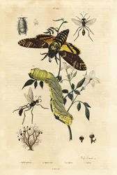 Liquen de bola, Sphaerophorus globulus 1, crustáceo Dynamene 2, avispas excavadoras, especies Sphex 3,4, y polilla de la cabeza de la muerte africana, Acherontia atropos, y oruga 5