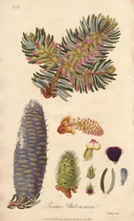 Abeto balsámico (Abies balsamea) - Agua fuerte de William Clarke para ilustrar "Medical Botanical, Description of the Medicinal Plants of London, Edinburgh and Dublin" de John Stephenson y James Morss Churchill, publicado en Londres por John Churchill en 1