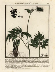 Baneberry, Actaea spicata.