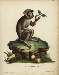 Macaco de Berbería, Macaca sylvanus. En peligro de extinción. Simia silvanus Linn. Grabado en cobre coloreado a mano por C.D. Henning a partir de una ilustración tomada del natural por C. J. G. Reuss de la obra de Johann Christian Daniel Schreber Animal Il