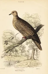 Paloma de Berbería, Streptopelia risoria. 1889 (grabado)