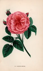Rosa de la baronesa Prevost, híbrido cultivado por Monsieur Desprez en Yebles, cerca de Melun, en 1843. Cromolitografía dibujada y litografiada al natural por F. Grobon a partir de "Les Roses" de Hippolyte Jamain y Eugene Forney, París, J. Rothschild.