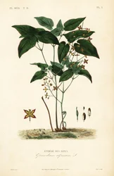 Hierba de los obispos, Epimedium alpinum