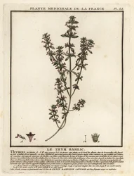Tomillo de albahaca, Clinopodium acinos.