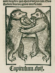 Osos peleando