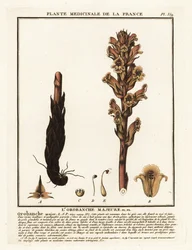 Paja de la cama; Orobanche caryophyllacea.