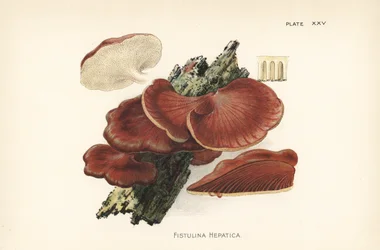 Hongo del bistec, Fistulina hepatica. Cromolitografía según una ilustración botánica de William Hamilton Gibson de su libro Our Edible Toadstools and Mushrooms.