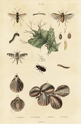 Escarabajos, moscas de la sierra y carcasas de lámparas.