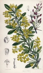 Berberis lycium, arbusto de agracejo con flores amarillas del Himalaya occidental. Dibujo de Matilda Smith (1854-1926), litografía de E. Bates en Curtis Botanical Magazine, de Joseph Dalton Hooker, publicado en Londres, Inglaterra, por L. Reeve and Co.