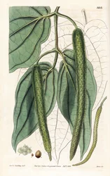 Betel - Pimienta de betel, Piper betle. Grabado en cobre coloreado a mano por Swan a partir de una ilustración de Rev. L. Goulding del "Botanical Magazine" de Samuel Curtis, Londres.