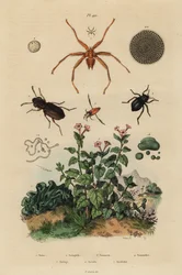 Escarabajo de ojos grandes, Notiophilus biguttatus, nadador de espalda, especies de Nononecta, fósil de nummulite, escarabajo oscuro, especies de Nyctelia, mosca de murciélago, especies de Nycteribia