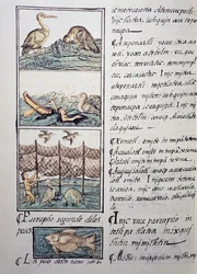 Caza de aves del lago, página del Códice Florentino, versión bilingüe en español y náhuatl, Historia General de las Cosas de la Nueva España, por el misionero español Fray Bernardino de Sahagún (1499-1590). Civilización azteca