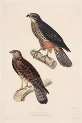 Aves de rapiña