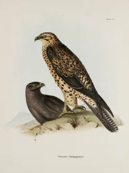 Aves de presa, Islas Galápagos, c. 1832-1836