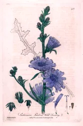 Placa botánica de "British Phaenogamous Botany" de William Baxter y Charles Mathews 1841