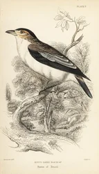 Tityra coroninegra, Tityra inquisitor (Rufos-eared black-cap, Psaris erythrogenys). Grabado en acero coloreado a mano por William Lizars a partir de una ilustración de William Swainson de la Naturalist