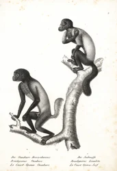Uakari de cabeza negra, Cacajao melanocephalus ouakary (Brachyurus ouakari) y saki barbudo de dorso marrón, Chiropotes israelita (Brachyurus israelita). Litografía de Karl Joseph Brodtmann de la Historia natural ilustrada de los animales de Heinrich Rudolf