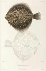 Rodaballo del mar Negro