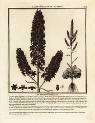 Eléboro falso negro, Veratrum nigrum.