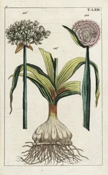 Ajo negro, Allium nigrum 186, y cebolla, Allium cepa, bulbo 187 y flor 188. Grabado en cobre coloreado a mano de una ilustración botánica de „Unterhaltungen aus der Naturgeschichte“ de G. T. Wilhelm (Enciclopedia de Historia Natural)