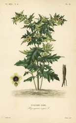 Beleño negro o sombra apestosa, Hyoscyamus niger, Jusquiame noire