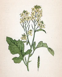 Mostaza negra (Brassica nigra) (black mustard) Lámina botánica del "Atlas colorie des plantes medicinales" de Paul Hariot
