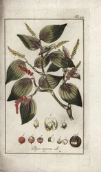 Plato de pimienta negra (Piper nigrum). Litografía de "Afbeelding der Artseny-Gewassen" de Johannes Zorn (1739-1799), Países Bajos.