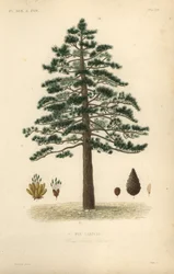 Pino negro o pino austriaco, Pinus nigra subsp.