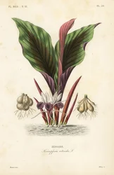 Cúrcuma redonda, Kaempferia rotunda