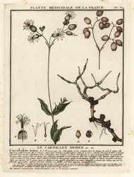 Campión de vejiga, Silene vulgaris.
