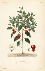 Farol chino, Physalis alkekengi