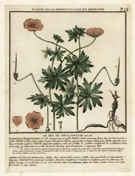 Pico de grulla sangriento, Geranium sanguineum.
