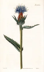 Blue cardoncelle - Cardo azul o cardo de flor azul, Carthamus caeruleus. Grabado en cobre coloreado a mano por Weddell a partir de una ilustración de John Curtis del "Botanical Magazine" de Samuel Curtis, Londres.