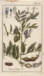 Botánica: Planta de judía con flores, hojas y judías en vainas, Vicia faba. Grabado en cobre coloreado a mano a partir de un dibujo de B. Thanner de la obra de Johannes Zorn "Icons plantarum medicinalium", Alemania.