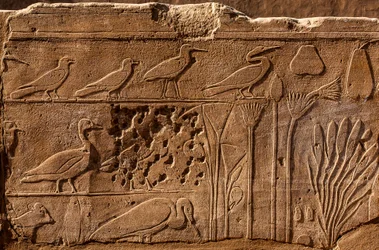 Jardín Botánico de Tutmosis III con representaciones en relieve de plantas y animales, Templo de Karnak, Luxor, Tebas, Egipto, África (foto)