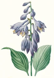 Ilustración botánica/Redouté/Hosta ventricosa