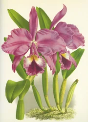 Lámina botánica/Cattleya labiata var. Autumnalis/Lindenia