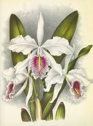 Lámina botánica/Cattleya maxima var. Virginalis/Lindenia