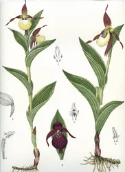 Lámina botánica/Cypripedium calceolus/Zapatilla de Venus