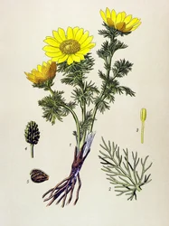 Tablero botánico. Planta venenosa (tóxica) y medicinal: Adonis de primavera (Adonis vernalis)
