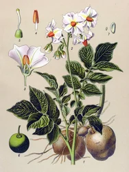 Tablero botánico, planta de la patata, patata (Solanum tuberosum)