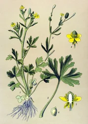 Tabla botánica. Venenosa (tóxica): Ranúnculo acelerado o ranúnculo de hoja de apio (Ranunculus sceleratus)