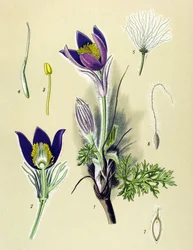 Tabla botánica. Planta venenosa (tóxica) y medicinal: Anemone Pulsatille o Pulsatilla común (Anemone pulsatilla, Pulsatilla vulgaris)