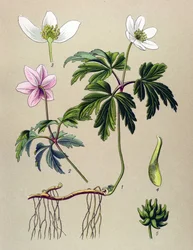 Tabla botánica. Planta venenosa (tóxica) y medicinal: Anemone sylvie o Anemone del bosque (Anemone nemorosa)