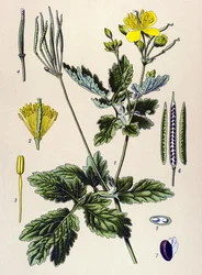 Tabla botánica. Planta venenosa (tóxica) y medicinal: Chelidoina o quelidoína grande (Chelidonium majus)
