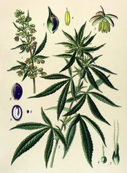 Tabla botánica. Planta venenosa (tóxica) y medicinal: Cáñamo (Cannabis sativa)
